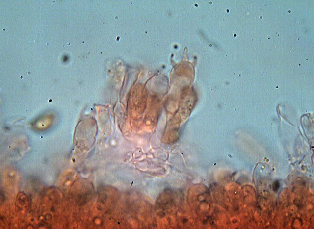 Inocybe??? dal giardino di Paolofon